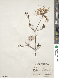 Rhododendron canescens image