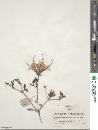 Rhododendron canescens image