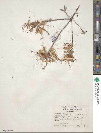 Rhododendron canescens image