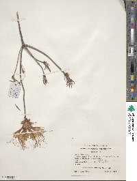 Rhododendron canescens image