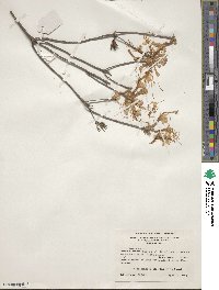 Rhododendron canescens image