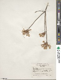 Rhododendron canescens image