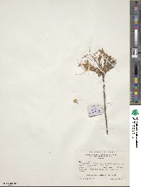Rhododendron canescens image