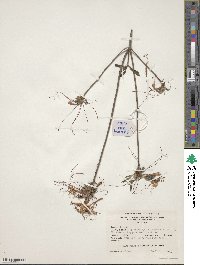 Rhododendron canescens image