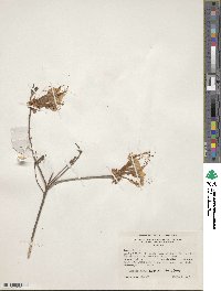 Rhododendron canescens image