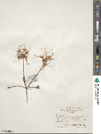 Rhododendron canescens image