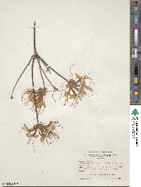Rhododendron canescens image