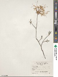 Rhododendron canescens image