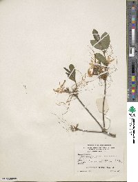 Rhododendron canescens image