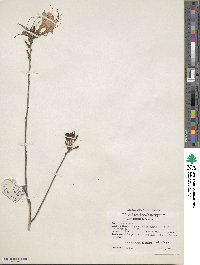 Rhododendron canescens image