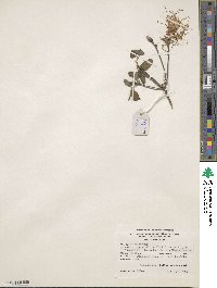 Rhododendron canescens image