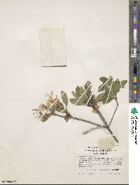 Rhododendron canescens image