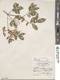 Rhododendron calendulaceum image