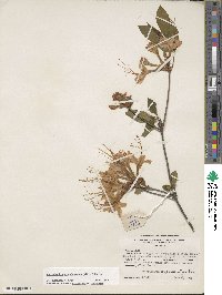 Rhododendron calendulaceum image