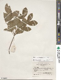 Rhododendron calendulaceum image