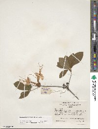 Rhododendron calendulaceum image