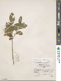 Rhododendron calendulaceum image