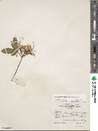 Rhododendron calendulaceum image