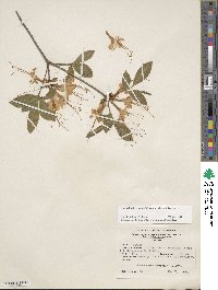 Rhododendron calendulaceum image