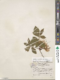 Rhododendron calendulaceum image