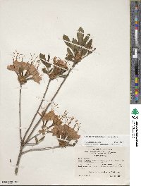 Rhododendron calendulaceum image
