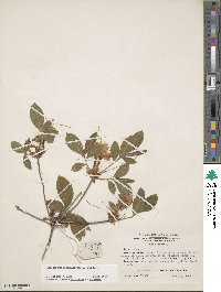 Rhododendron calendulaceum image