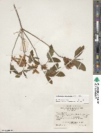 Rhododendron calendulaceum image