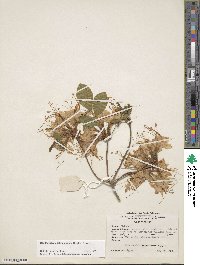 Rhododendron calendulaceum image