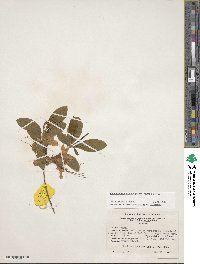 Rhododendron calendulaceum image