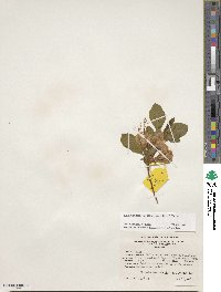 Rhododendron calendulaceum image