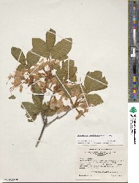 Rhododendron calendulaceum image