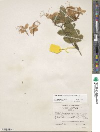 Rhododendron calendulaceum image