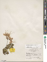 Rhododendron calendulaceum image