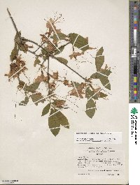 Rhododendron calendulaceum image