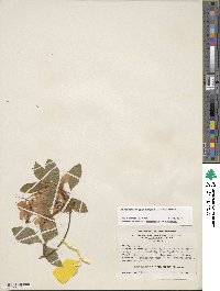 Rhododendron calendulaceum image