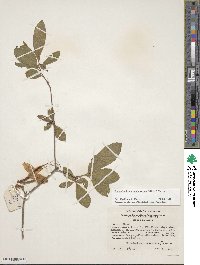 Rhododendron calendulaceum image