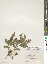 Rhododendron calendulaceum image