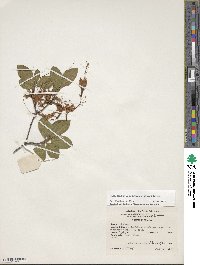 Rhododendron calendulaceum image