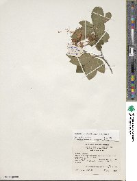 Rhododendron calendulaceum image