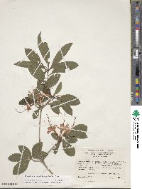 Rhododendron calendulaceum image