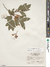 Rhododendron calendulaceum image