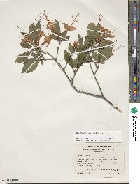 Rhododendron calendulaceum image