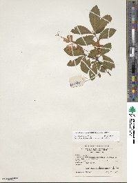 Rhododendron calendulaceum image