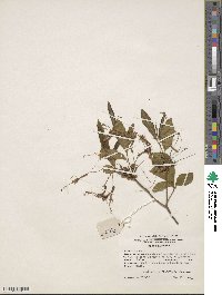 Rhododendron canescens image