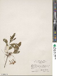 Rhododendron canescens image