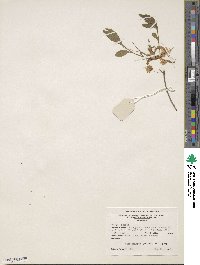 Rhododendron canescens image
