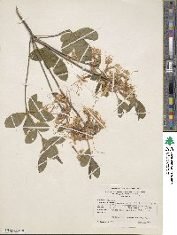 Rhododendron canescens image