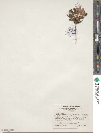 Rhododendron canescens image