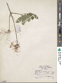 Rhododendron canescens image