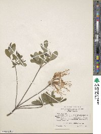 Rhododendron canescens image
